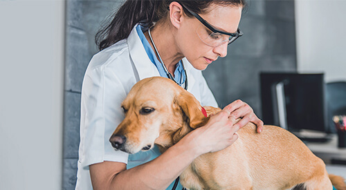 Case Study: Animal Hospital of Southwest Fort Worth