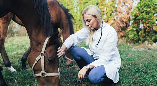 Case Study: Wellington Veterinary Clinic